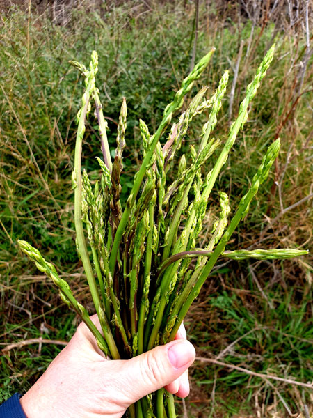 Asparagus_2.11.20_TWW