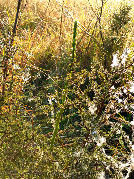 Sheep_Wool_Asparagus2_3.20.2020_TWW