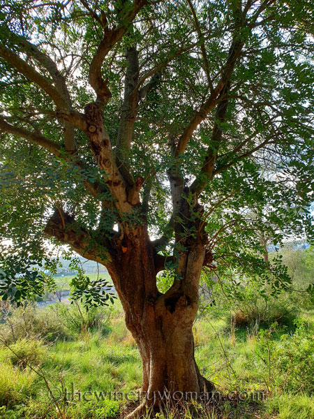 Tree_Vineyard_3.6.2020_TWW