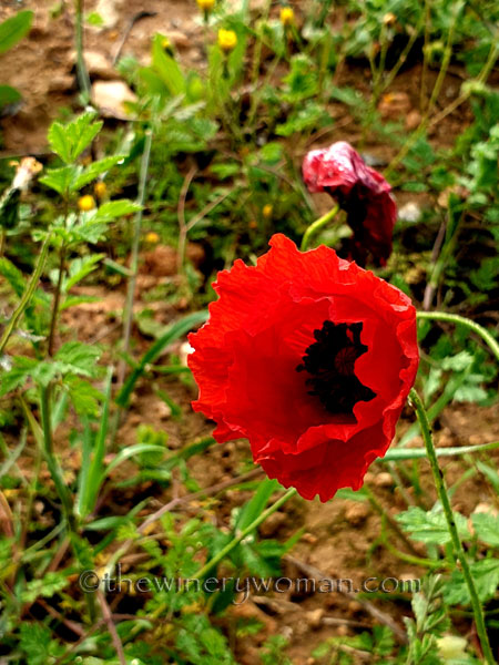 Wildflower2_4.26.2020_TWW