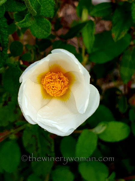 Wildflower_4.26.2020_TWW