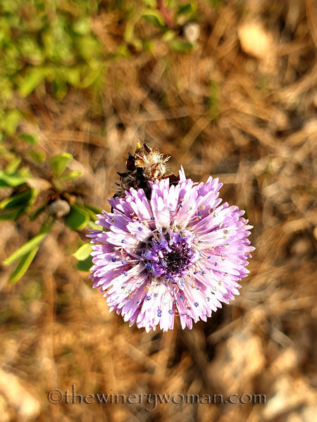 Wildflowers2_2.25.2020_TWW