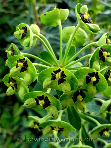 Wildflowers2_2.27.2020_TWW