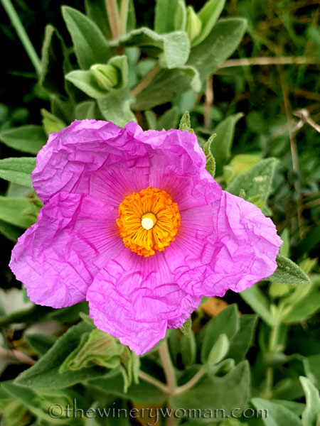 Wildflowers2_3.4.2020_TWW