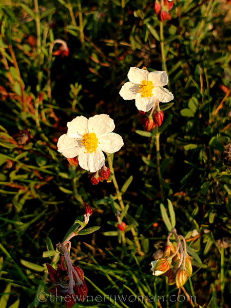 Wildflowers_2.25.2020_TWW