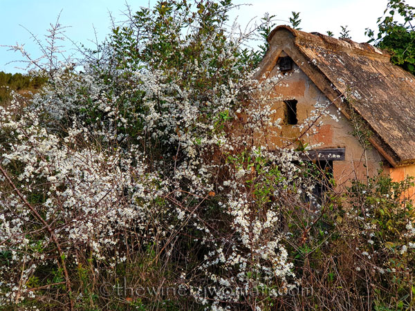 Wildflowers_2.26.2020_TWW