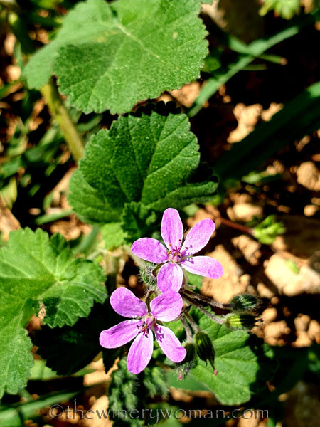 Wildflowers_3.1.2020_TWW