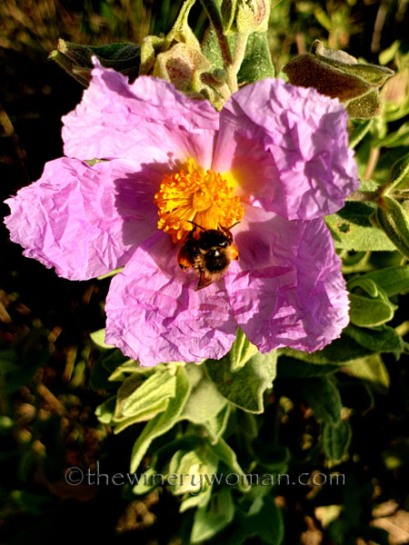 Wildflowers_3.10.2020_TWW