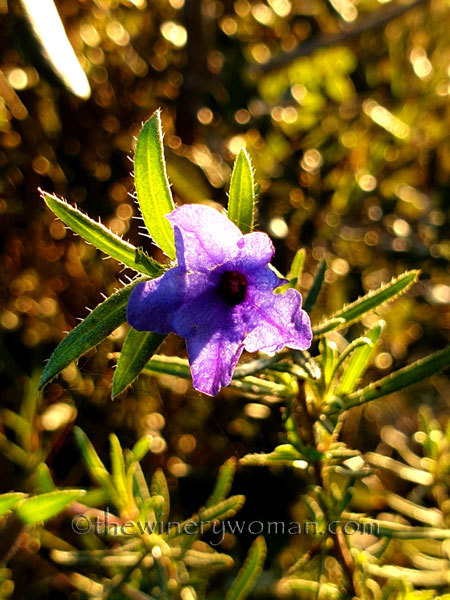 Wildflowers_3.11.2020_TWW