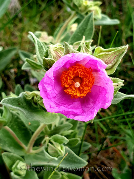 Wildflowers_3.4.2020_TWW