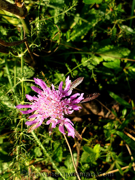 Wildflowers_3.5.2020_TWW