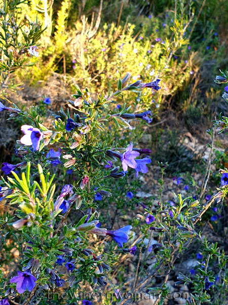 Wildflowers_3.7.2020_TWW