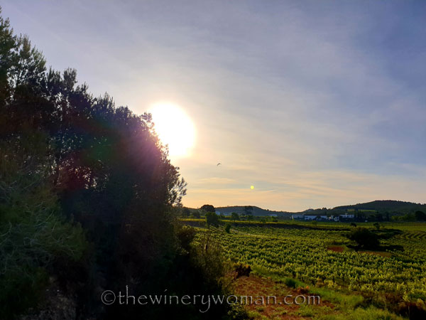 Egret_Vineyard2_5.3.2020_TWW