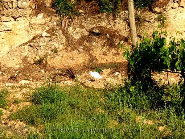 Egret_Vineyard3_5.3.2020_TWW