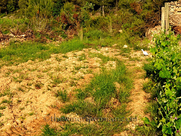 Egret_Vineyard4_5.3.2020_TWW