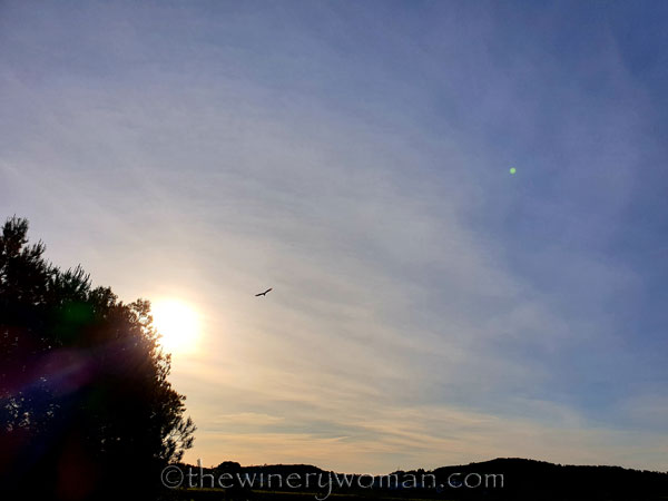 Egret_Vineyard_5.3.2020_TWW