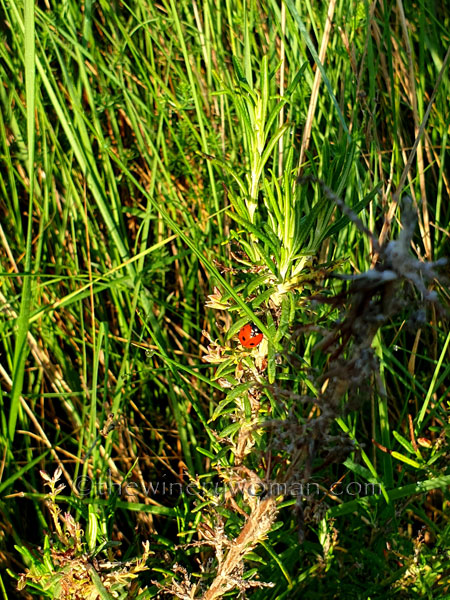 Ladybug_5.3.2020_TWW