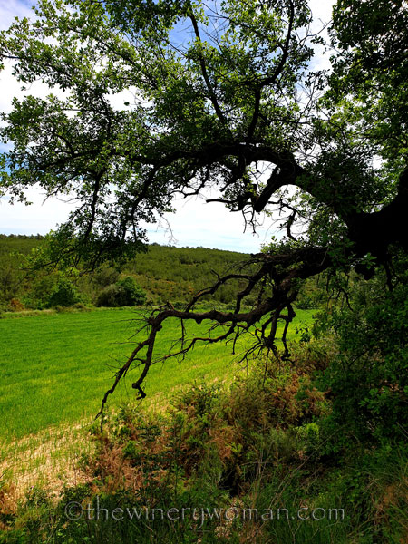 Oak_Tree_5.2.2020_TWW