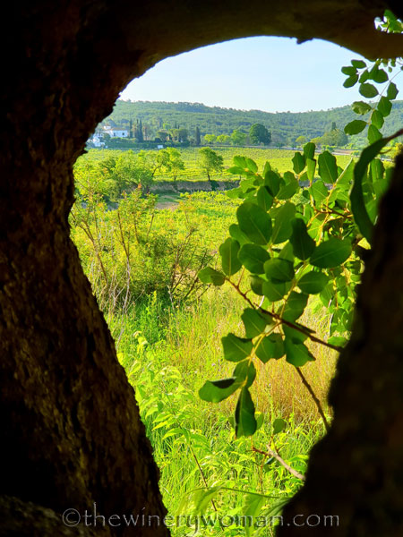 Perspective_Tree_5.3.2020_TWW