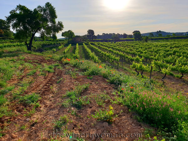 Poppies_Vineyard2_5.3.2020_TWW