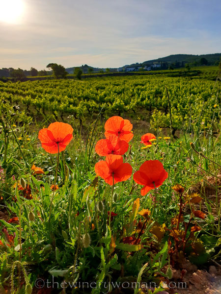 Poppies_Vineyard3_5.3.2020_TWW