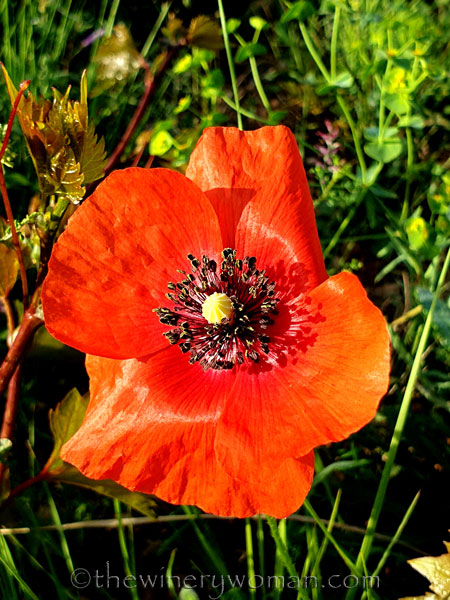 Poppies_Vineyard_5.3.2020_TWW