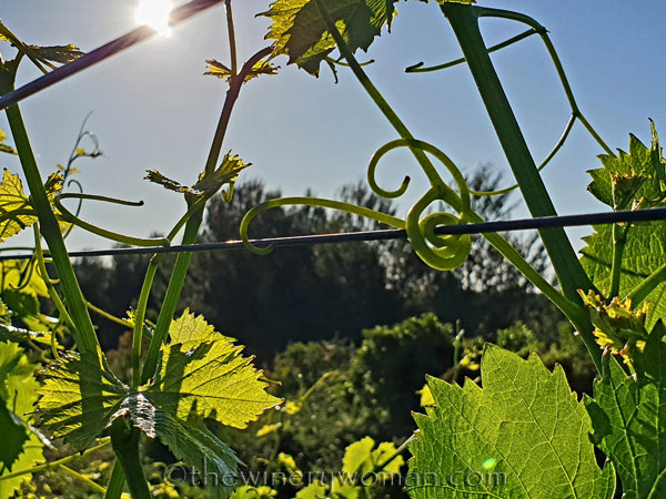 Vines_Hold_On2_5.19.2020_TWW