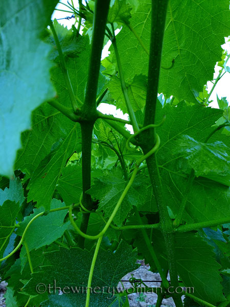 Vines_Hold_On4_5.19.2020_TWW