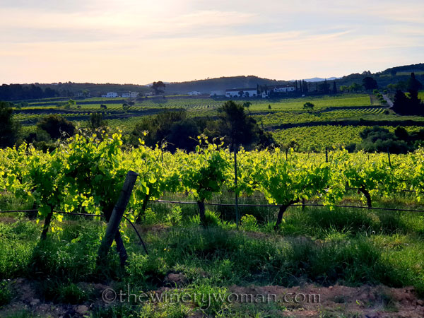 Vineyard2_5.3.2020_TWW