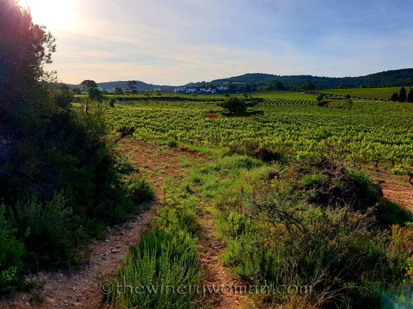 Vineyard3_5.3.2020_TWW