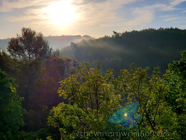 Vineyard3_5.6.2020_TWW