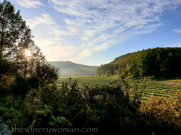 Vineyard5_5.6.2020_TWW