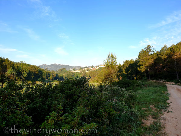 Vineyard6_5.6.2020_TWW