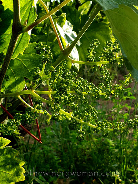 Vineyard_5.3.2020_TWW