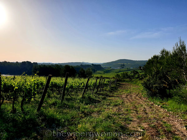 Vineyard_5.8.2020_TWW