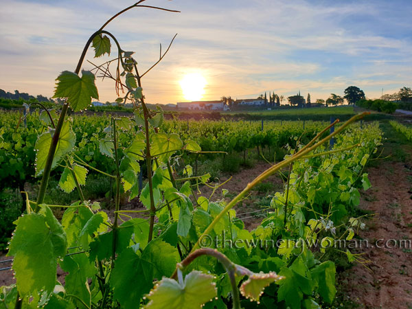 Vineyard_Dewdrops3_5.4.2020_TWW