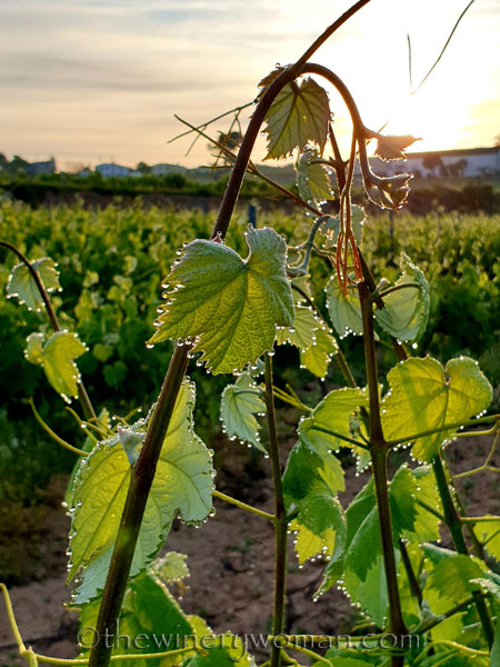 Vineyard_Dewdrops4_5.4.2020_TWW