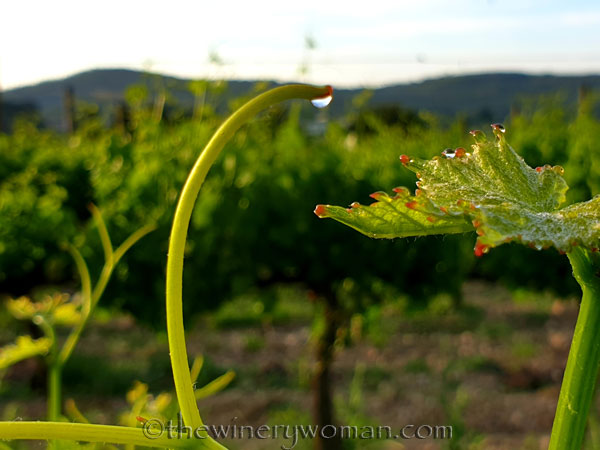 Vineyard_Dewdrops5_5.4.2020_TWW