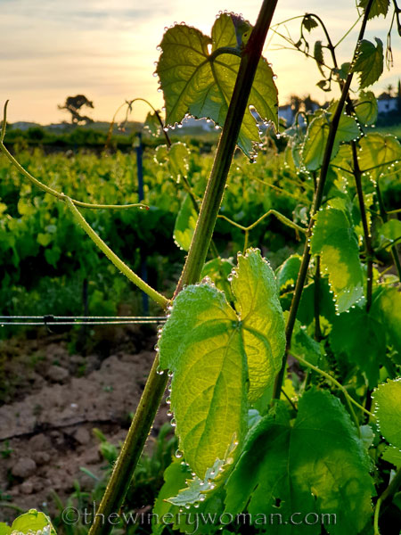 Vineyard_Dewdrops_5.4.2020_TWW