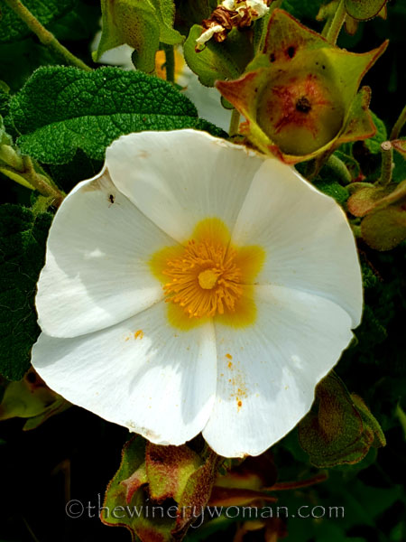 Wildflower_Freedom2_5.2.2020_TWW