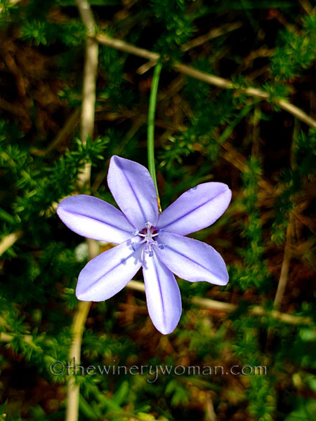 Wildflower_Freedom3_5.2.2020_TWW