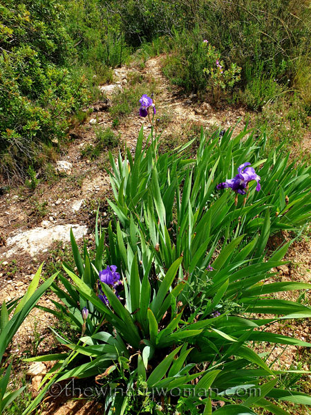 Wildflower_Freedom4_5.2.2020_TWW