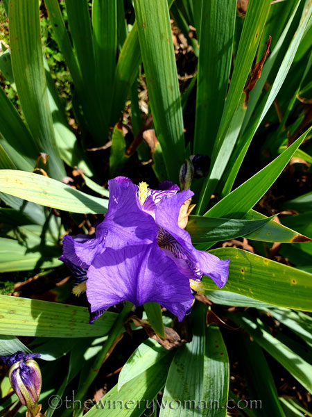 Wildflower_Freedom5_5.2.2020_TWW