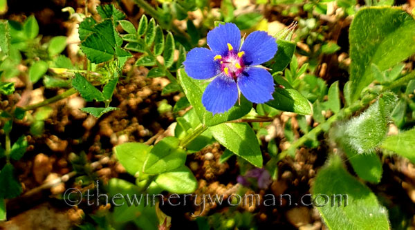 Wildflower_Freedom6_5.2.2020_TWW