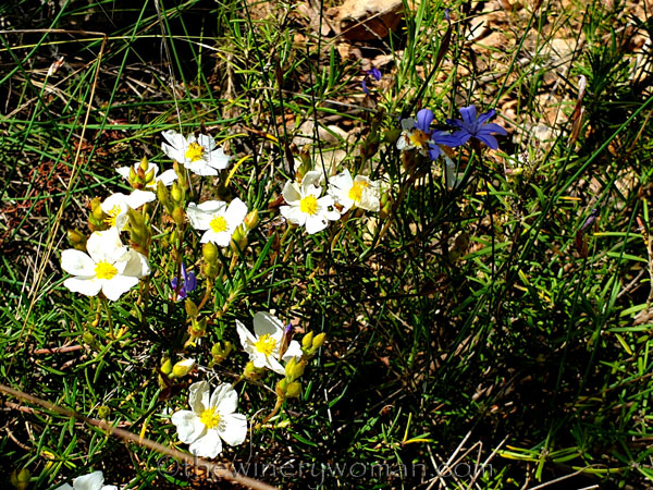 Wildflower_Freedom7_5.2.2020_TWW