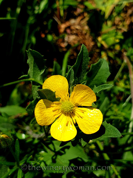 Wildflower_Freedom8_5.2.2020_TWW