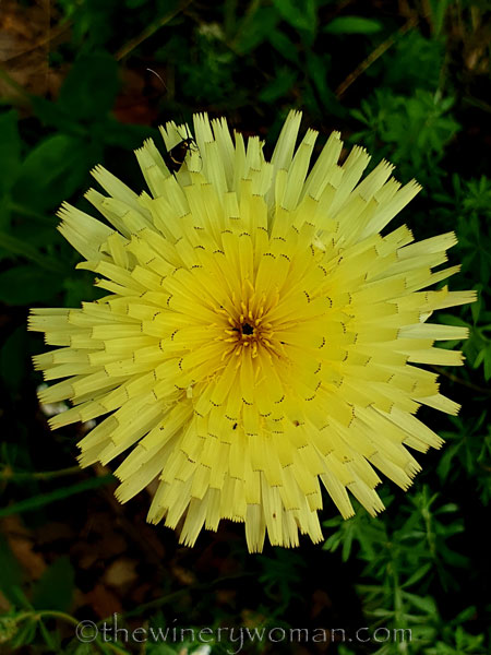 Wildflower_Freedom_5.2.2020_TWW